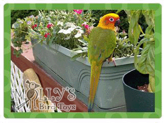 Ali, Sun-capped Conure