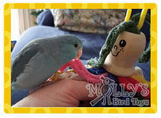 Bonita, Parrotlet