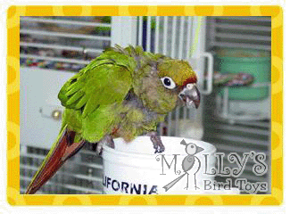 Boomer, Maroon Bellied Conure