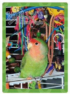 Momo, Love Bird