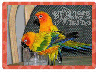 Sunni & Peach, Conures