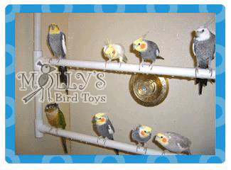 Buddy, Head & Shoulders, Cinderfella, Amos & Andy, Fredbird, and Sparkle, Cockatiels and Yellow-Sided Green Cheek Conure